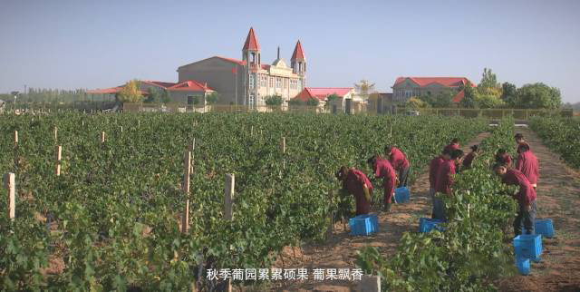 红酒设计,巴格斯酒庄,品牌设计,包装设计